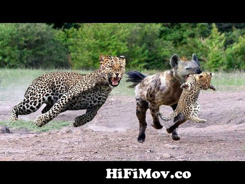 Wild Animals Fight 2021 | প্রাণী জগৎ | Hyena vs Leopard | Animals planet  Documentary Bangla from prani jagat Watch Video 