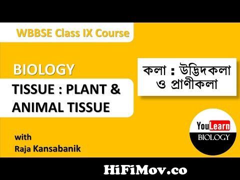 Tissue : Plant & Animal tissue | Class 9 | In Bengali | YouLearnBiology  from bangla hsc biology tissue 3gp video Watch Video 