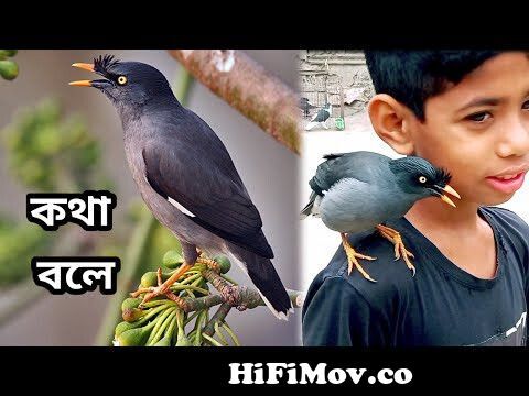 কথা বলা পাখিশালিক পাখি কথা বলেtalking bird kotha bola salik pakhi  2022talking for pray from salik pakhi Watch Video 