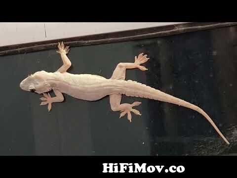 Lizard eating Butterfly Close Up Zoom Video - House Gecko Chipkali from  chipkali Watch Video 