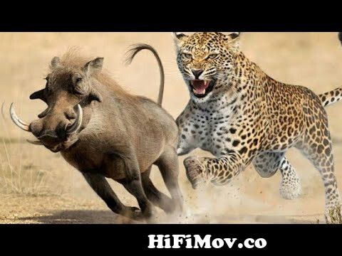Discovery Wild Animal Fights discovery channeliscovery channel in hindi  discovery channel 2021 from ডিসকবার Watch Video 