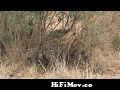 Hyena Mating from আনিমেল এক্সভিডিও Video Screenshot Preview 1