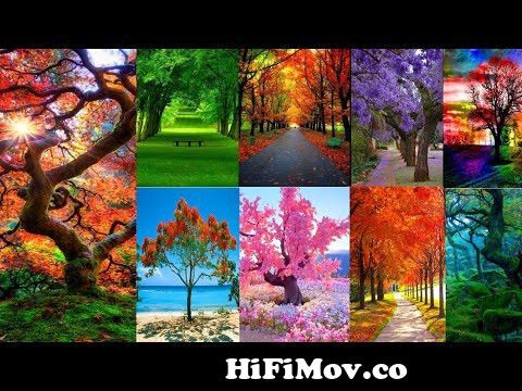 Most Beautiful Nature Pictures In The World | Nature Dp For Whatsapp | Nature  Images|Nature Pictures from beauty picters Watch Video 