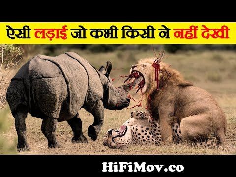 जंगली जानवरों की सबसे भयंकर लड़ाइयां | Craziest Fights of Wild Animals |  Animal Fights in Hindi from jangli janwar in hindi Watch Video 