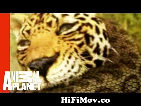 Animal Face-Off: Anaconda vs. Jaguar from face off anaconda vs lepard  downloadla rohim rupban video song com Watch Video 