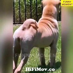 Funny Animals Top 50 Viral Videos Funny Dogs Cats Pets And Animals Viral  Videos_ from big fanny video bod com chatterjee Watch Video 