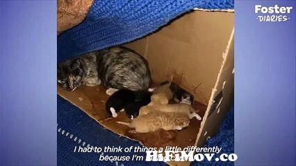 Woman Finds Stray Mama Cat And Kittens Outside Her Office The Dodo Foster Diaries from video mama o mame xxxone Video Screenshot Preview