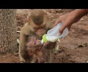 Kley Monkey Phnom Pich Nil