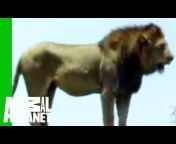 Lion vs. Tiger | Animal Face-Off from face off lion vs bear Watch Video -  