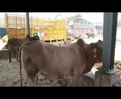 Pakistan Cattle