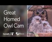 Cornell Lab Bird Cams