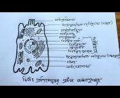 How to draw animal cell in easy way😲😀(প্রানী কোষ আঁকার সহজ উপায়!) from  প্রানী কোষ Watch Video 