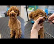 Dog Grooming Studio