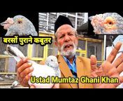 Jaipur Tonk Pigeons