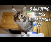 Life with Maine Coon Cats