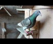 Pigeons loft cj