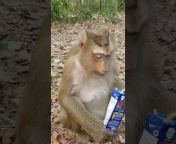 Natural Life Monkey