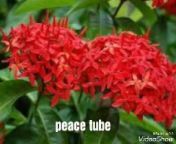 peace tube