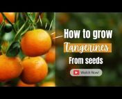 Splendor Seed To Fruit u0026 Easy Hacks