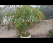 শহিদ ছাদ কৃষি( Sohid Roof Farming)