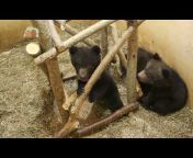 Центр спасения медвежат-сирот