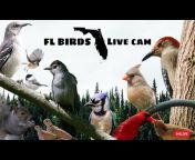 FL Birds Live Cam