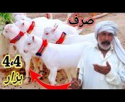 Hassan Goat Farm حسن گوٹ فارم