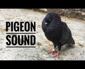 Pigeon Lobby