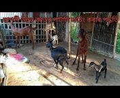 Di goat farm Dhubri