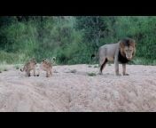 The Mapogo Lions