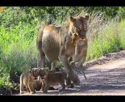 Kruger Park Safari Sightings