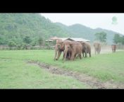 elephantnews