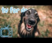 Relax My Dog - Relaxing Music for Dogs