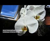 Орхидеи и люди
