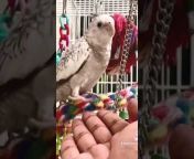 BIRD STORIES - UAE
