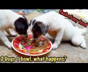 Dog Food Review