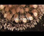 Invertebrate Biology Videos