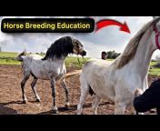 Horse Breeding Education