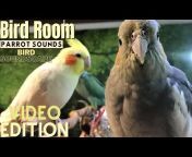 Parrot Town TV