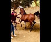 اسطبلات مصر - Egypt stables