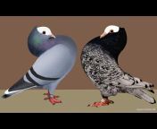 Pigeons Update BD
