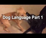 Grisha Stewart Academy of Dog Training u0026 Behavior