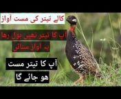 Shehzad Birds