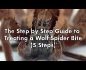 Wolf Spider Info