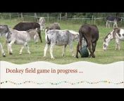 Island Farm Donkeys