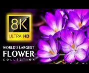 8K VIDEOS ULTRA HD