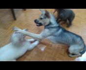 Cute Puppies Videos
