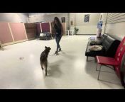Proactive Dog Training