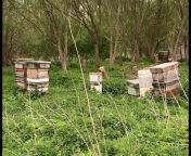 Honeybees For Sale