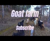Animal Vlogs goats